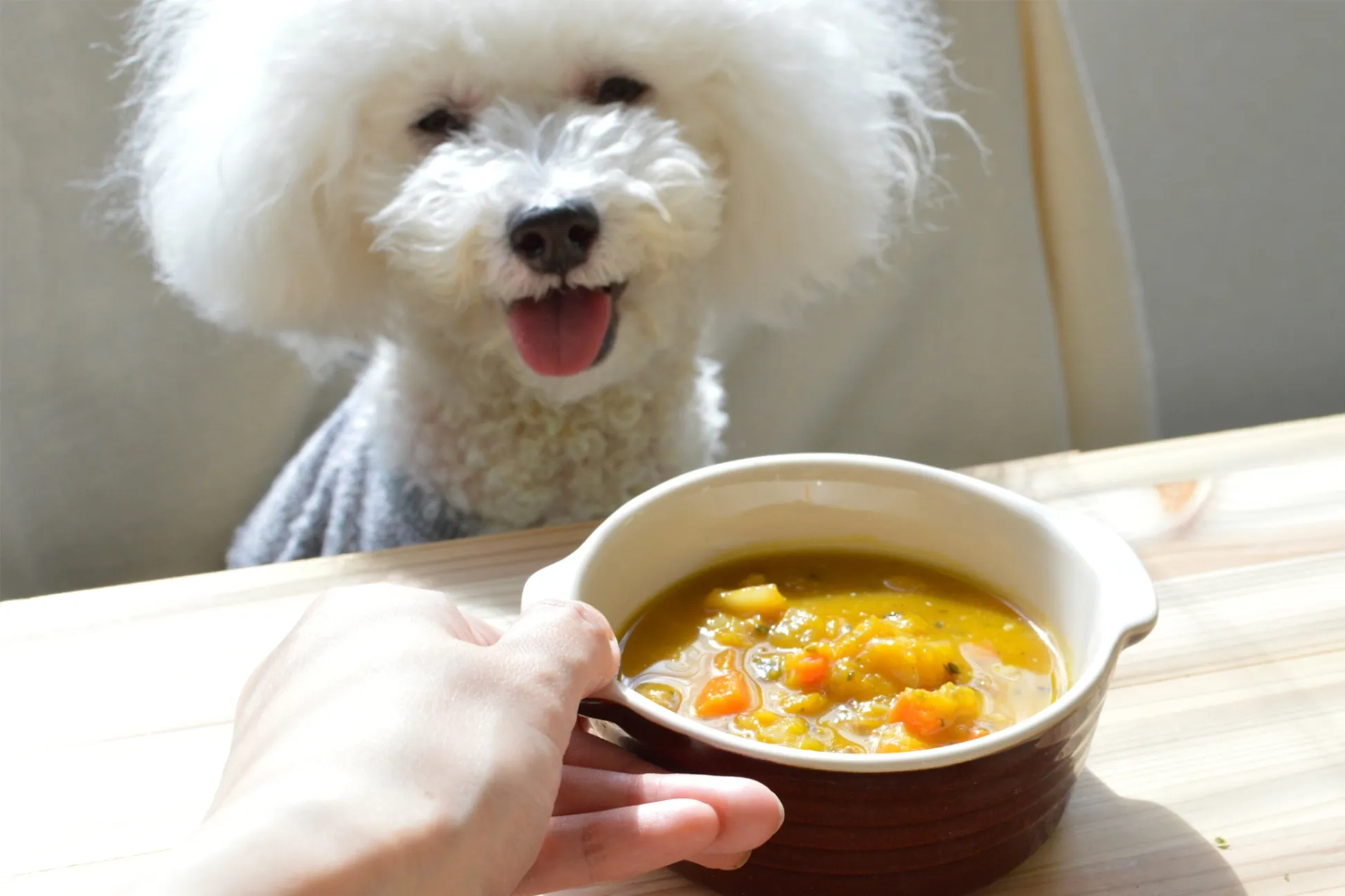都内最大級！愛犬家向け複合型施設「ホットドッグタウン有明」オープン