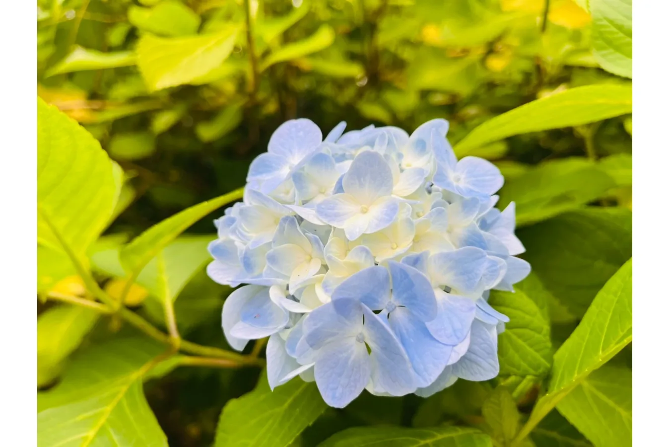 【2026】神奈川「あじさいの名所」10選！見ごろ、あじさいまつりの情報も_3641589