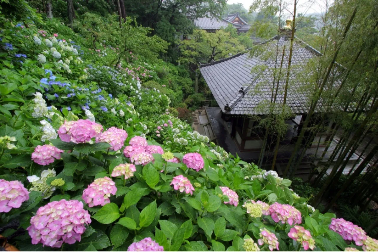 【2026】神奈川「あじさいの名所」10選！見ごろ、あじさいまつりの情報も_3641598
