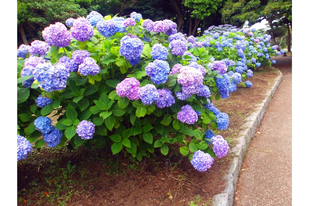 ▲写真提供：神奈川県立城ケ島公園