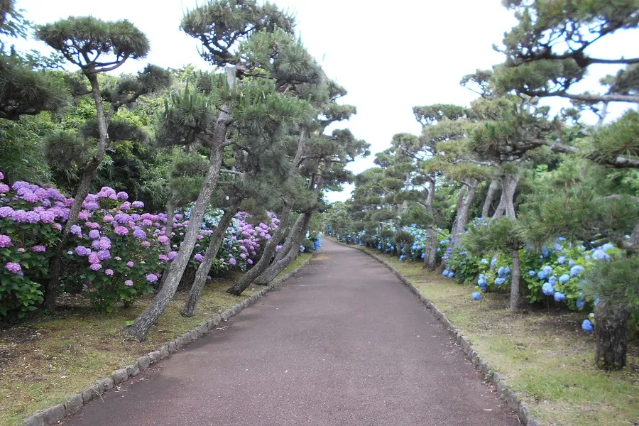 ▲写真提供：県立城ケ島公園（2019年6月初旬撮影）