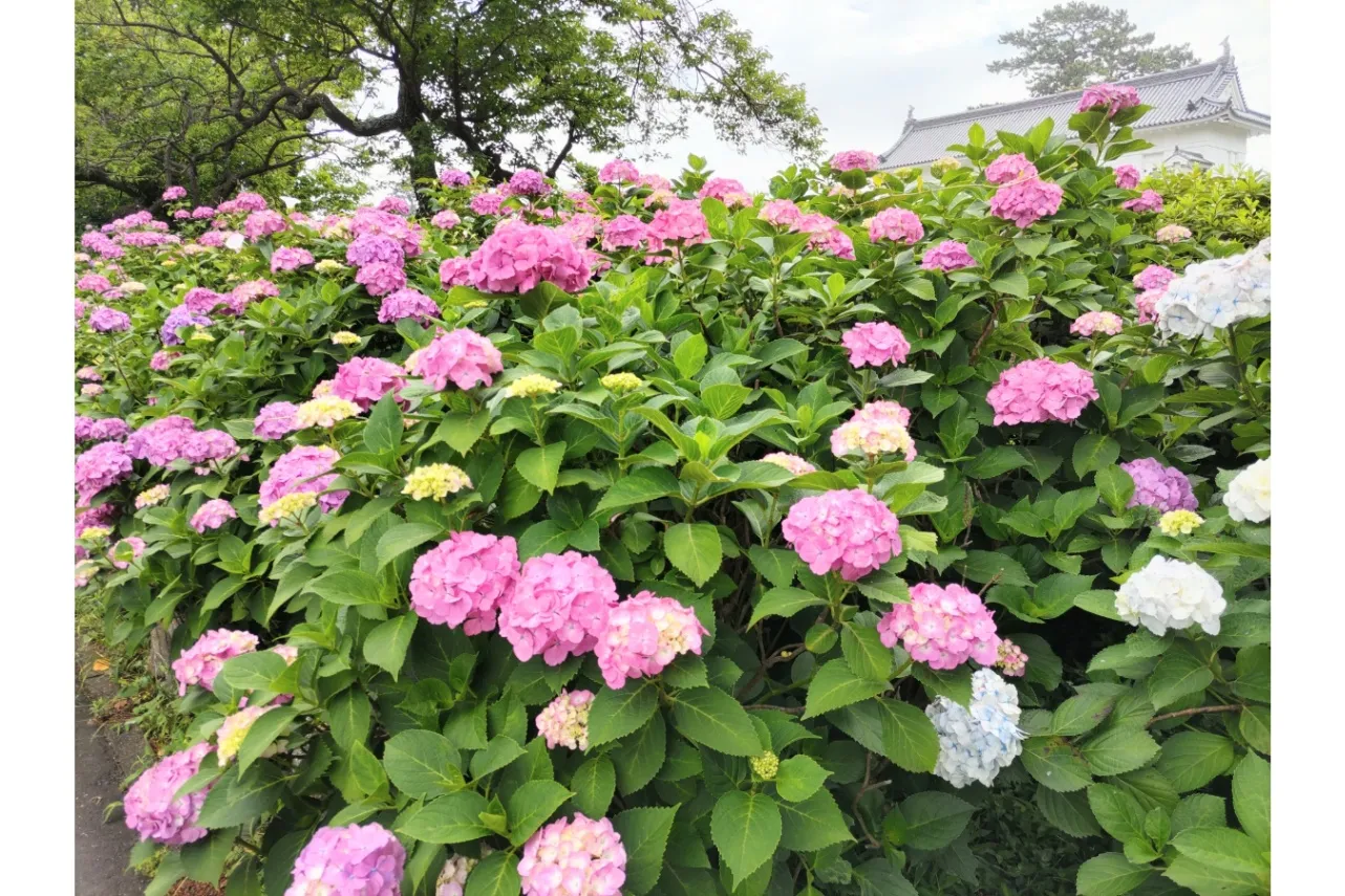 【2026】神奈川「あじさいの名所」10選！見ごろ、あじさいまつりの情報も_3641605