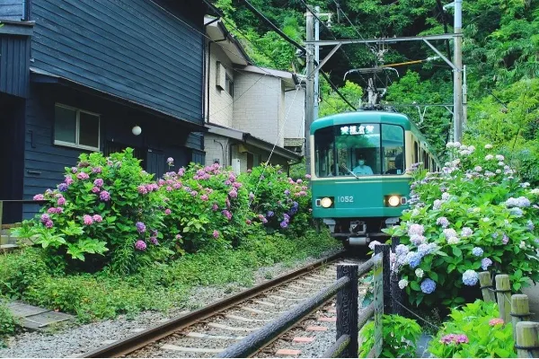 鎌倉のあじさい名所まとめ
