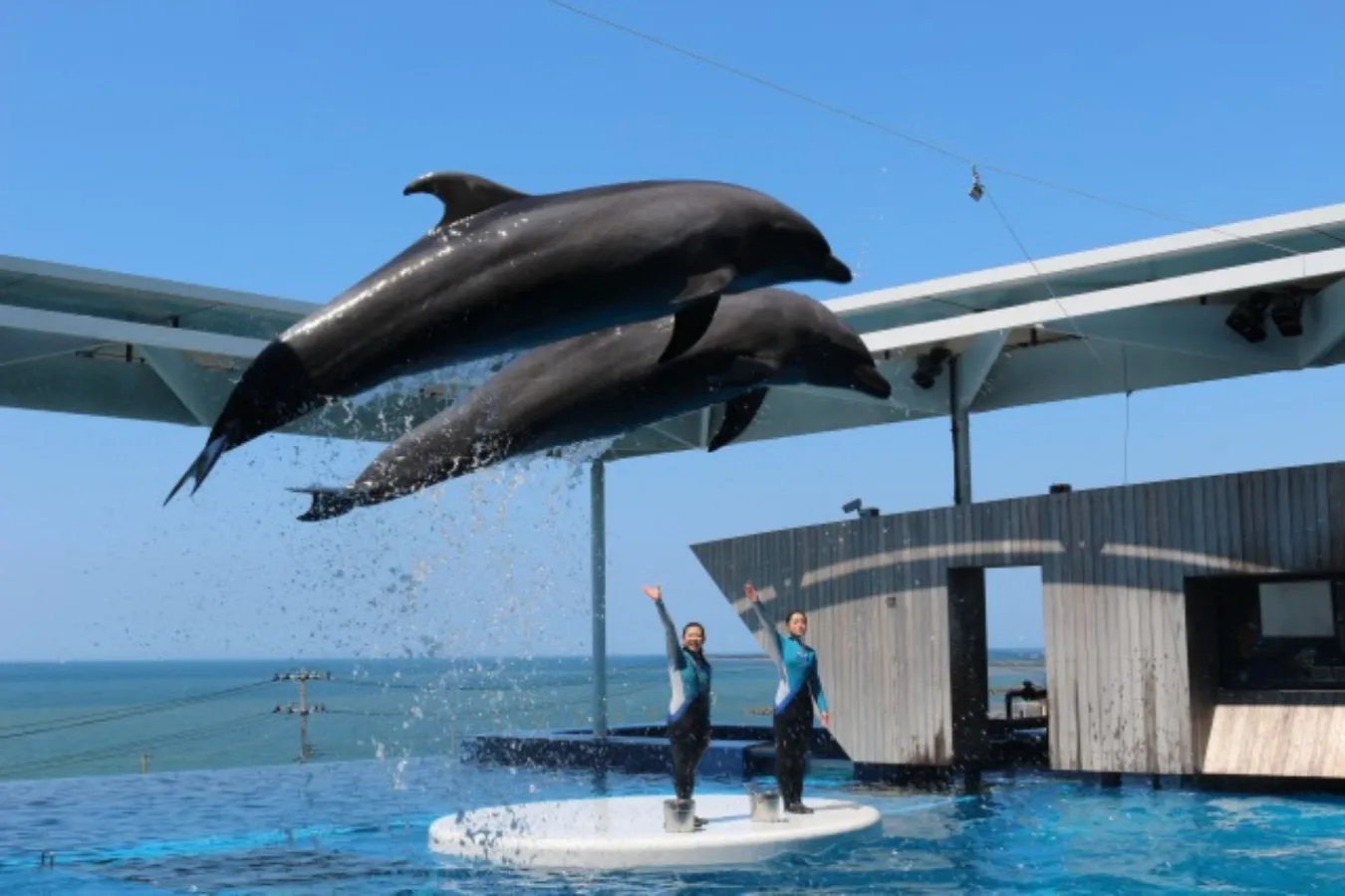 割引チケットも！個性が光る全国のオススメ「水族館・動物園」10選_2747951