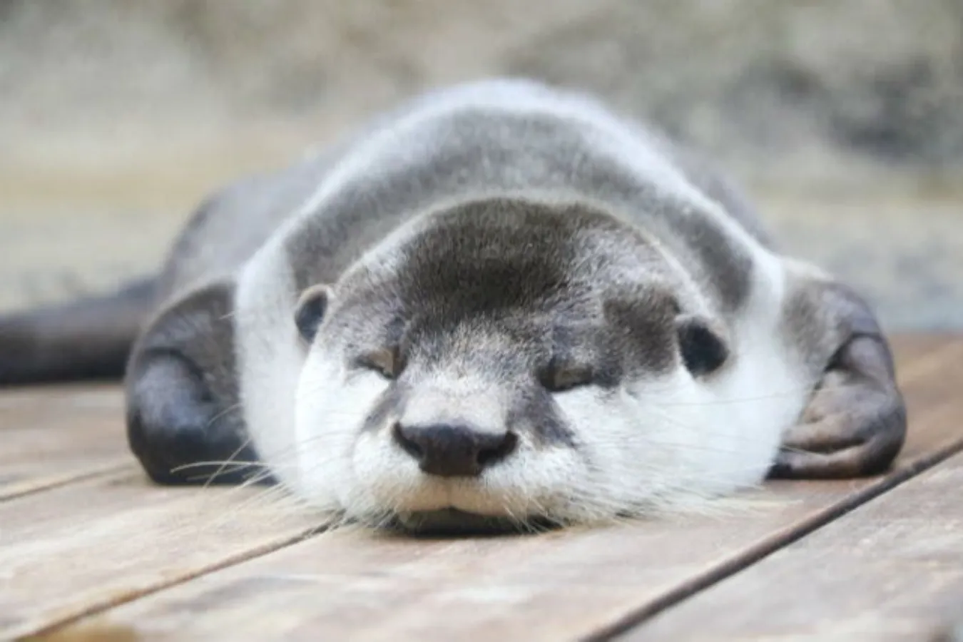 割引チケットも！個性が光る全国のオススメ「水族館・動物園」10選_2747952