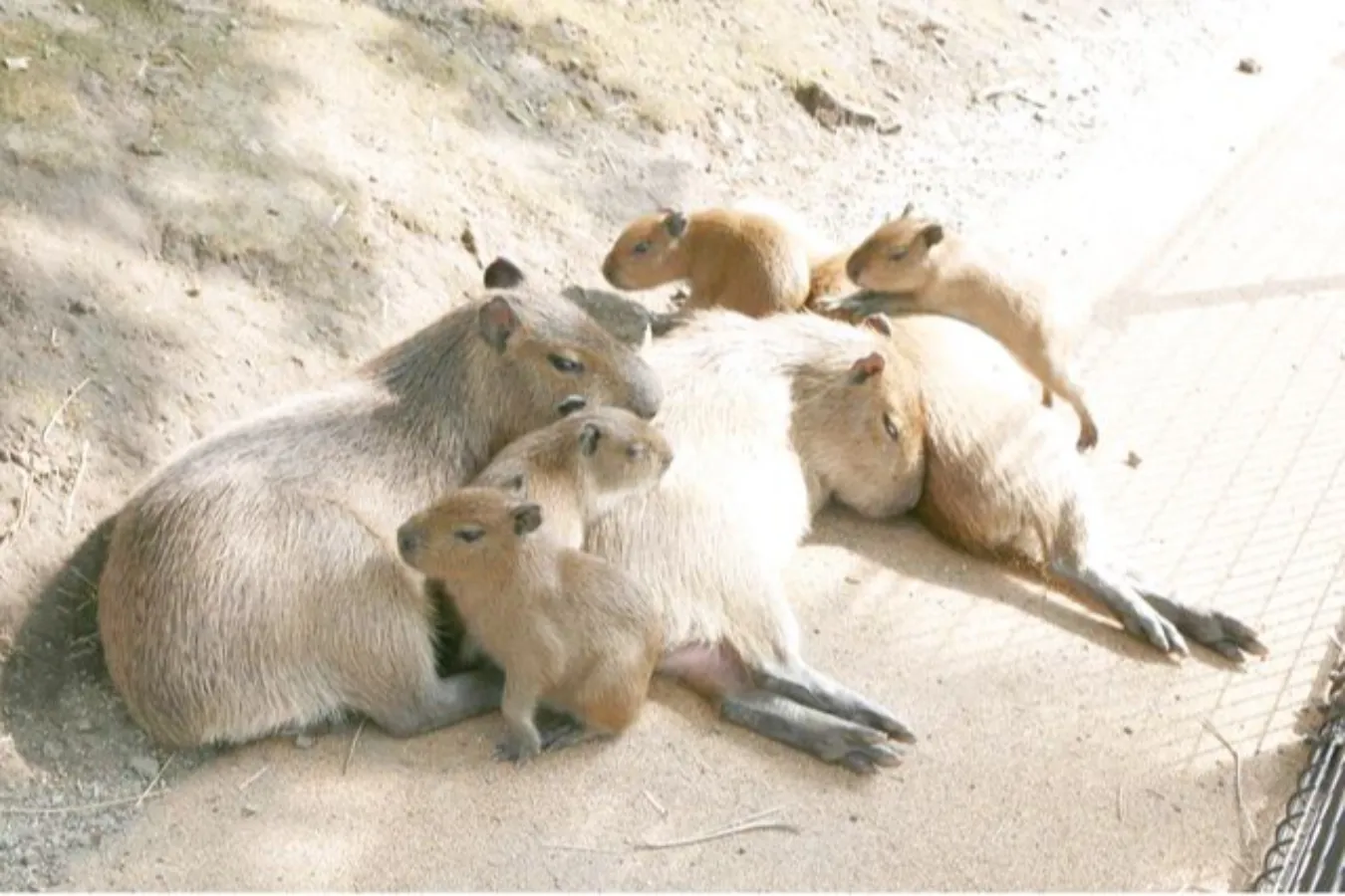 割引チケットも！個性が光る全国のオススメ「水族館・動物園」10選_2747963