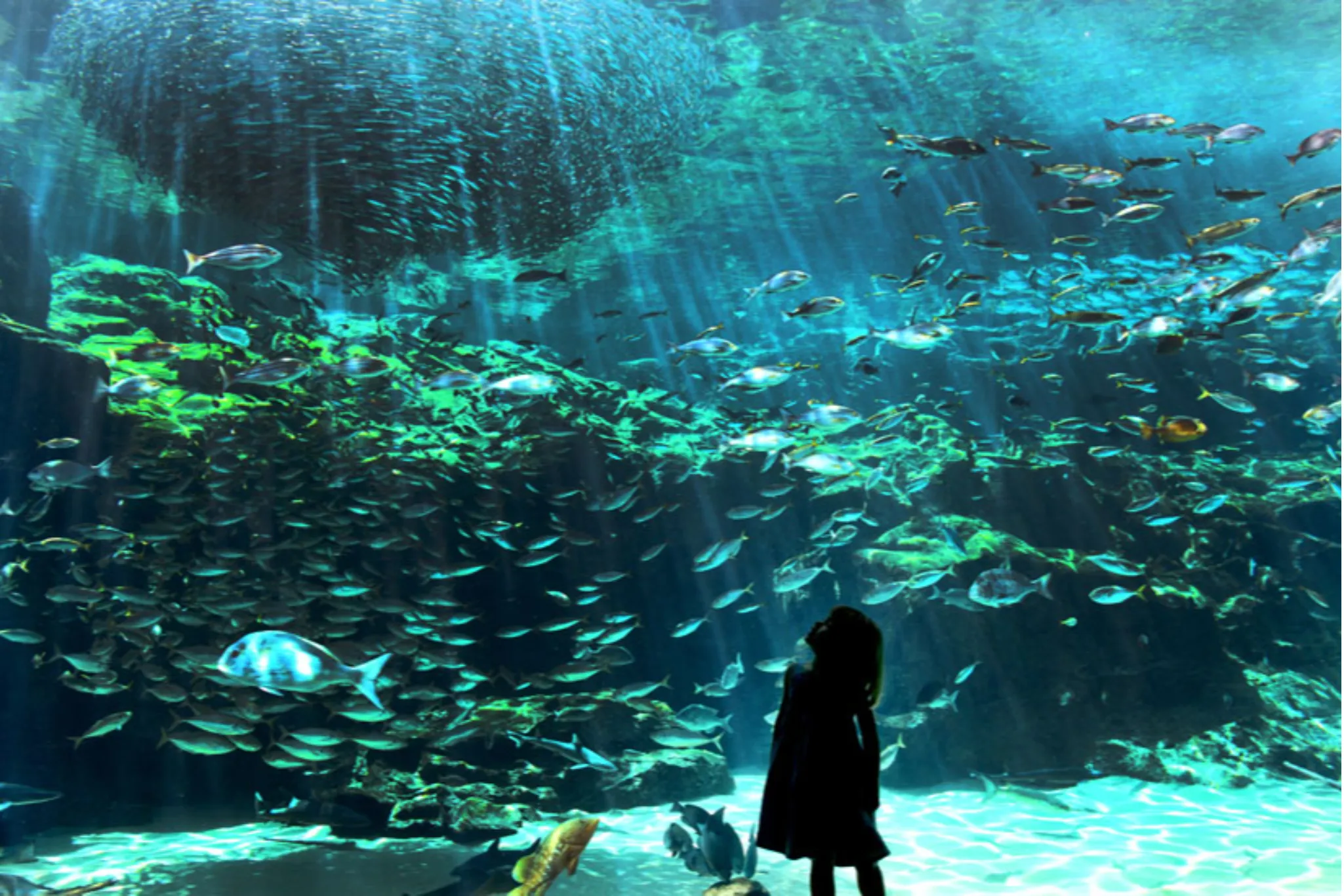 割引チケットも！個性が光る全国のオススメ「水族館・動物園」10選