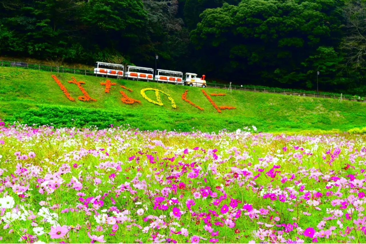 ▲くりはま花の国のコスモス