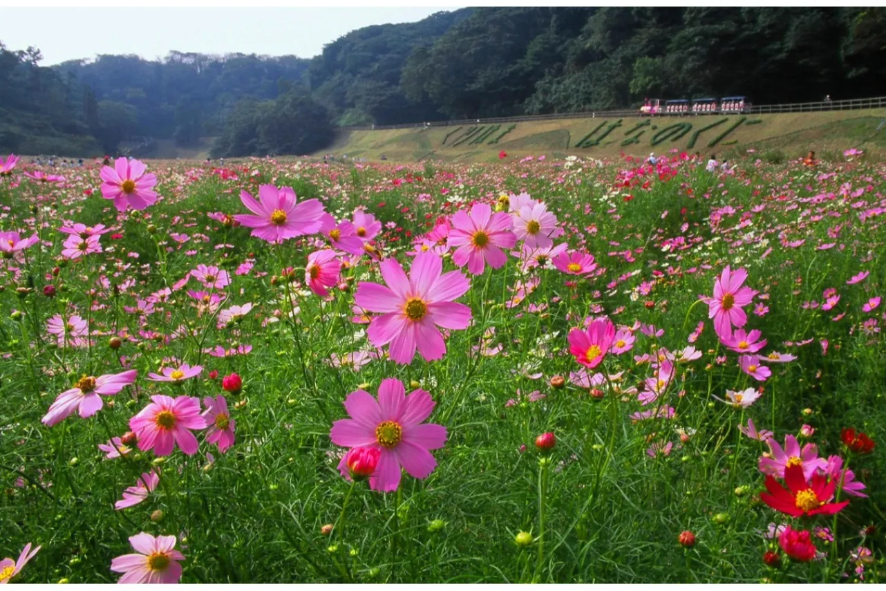 ▲くりはま花の国のコスモス