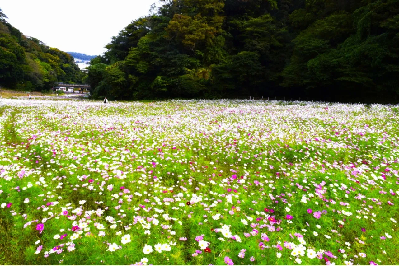 ▲くりはま花の国のコスモス