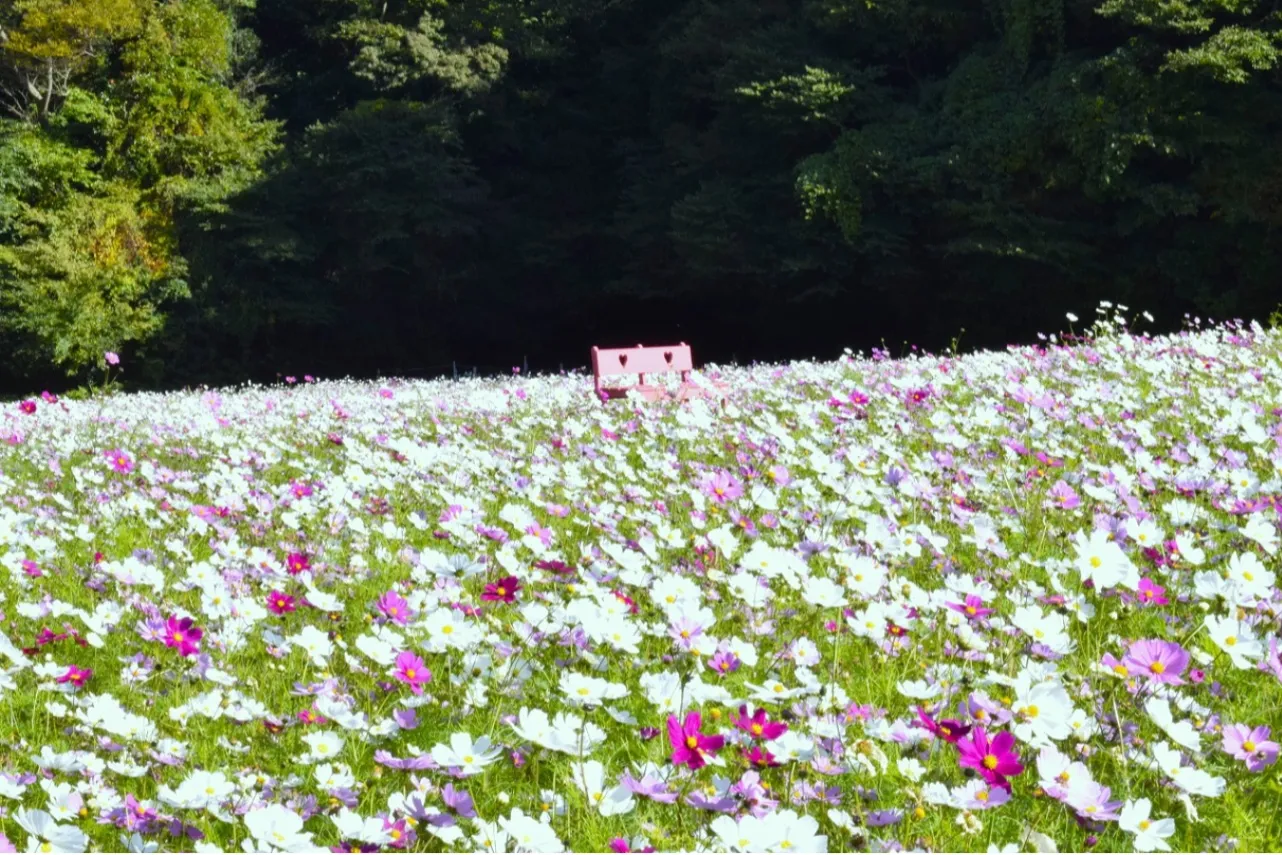 ▲くりはま花の国のコスモス