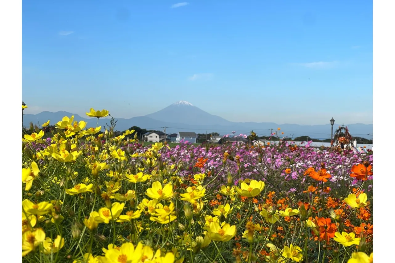 ▲キバナコスモスとコスモス 開花イメージ