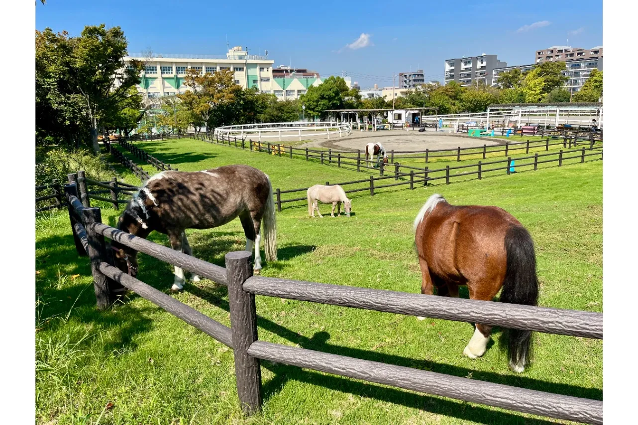 【読者投稿企画】「癒される公園」第１弾エピソードを公開します！_1917104