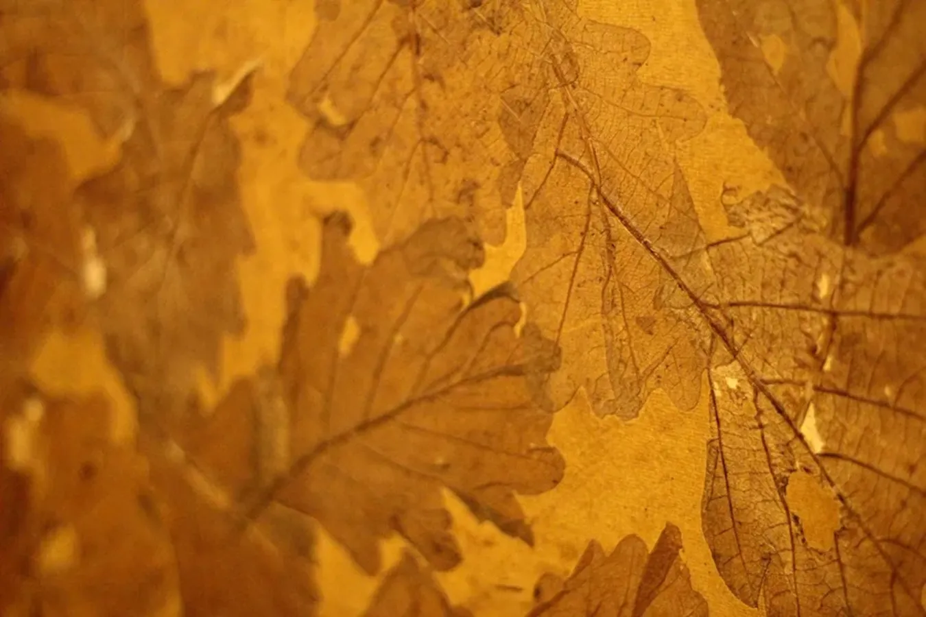 1日400食も売れる伝説のチャーハンを知ってる！？神楽坂でウワサの中華店へ行ってきた！_982260