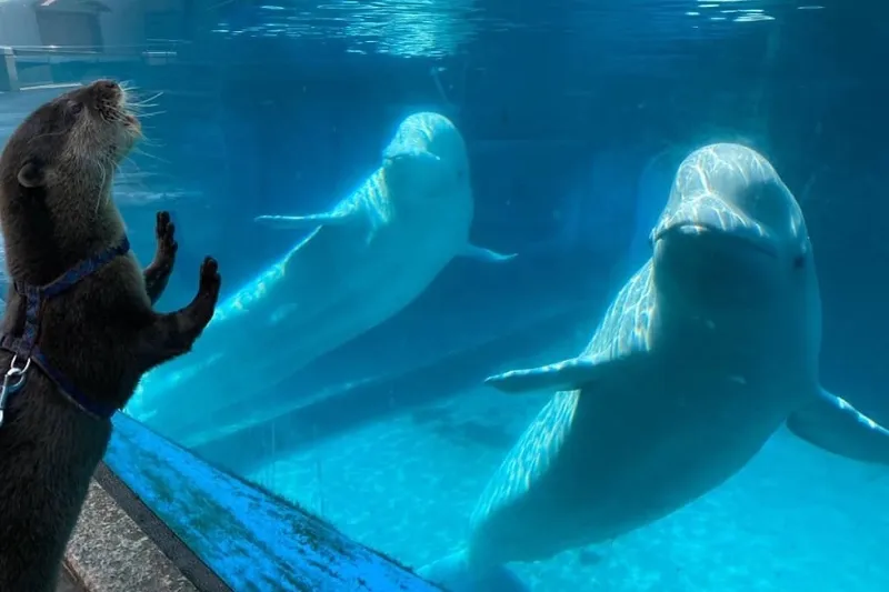 おうちで“おでかけ気分”！ネットで楽しめるレジャー施設＆ミュージアムまとめ【水族館編】