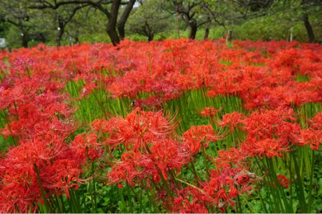 ▲「府中市郷土の森博物館」の彼岸花