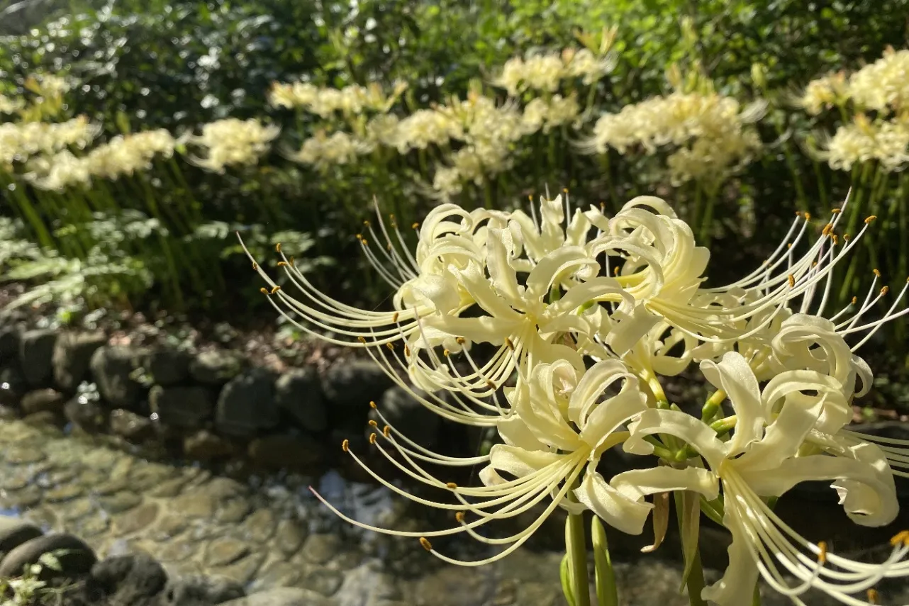 ▲曼珠沙華まつり_白い彼岸花（水路）