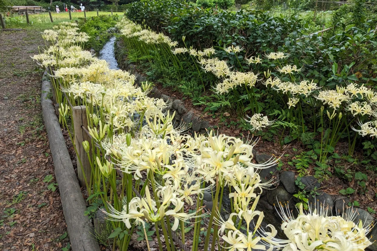 ▲曼珠沙華まつり_白い彼岸花（水路）