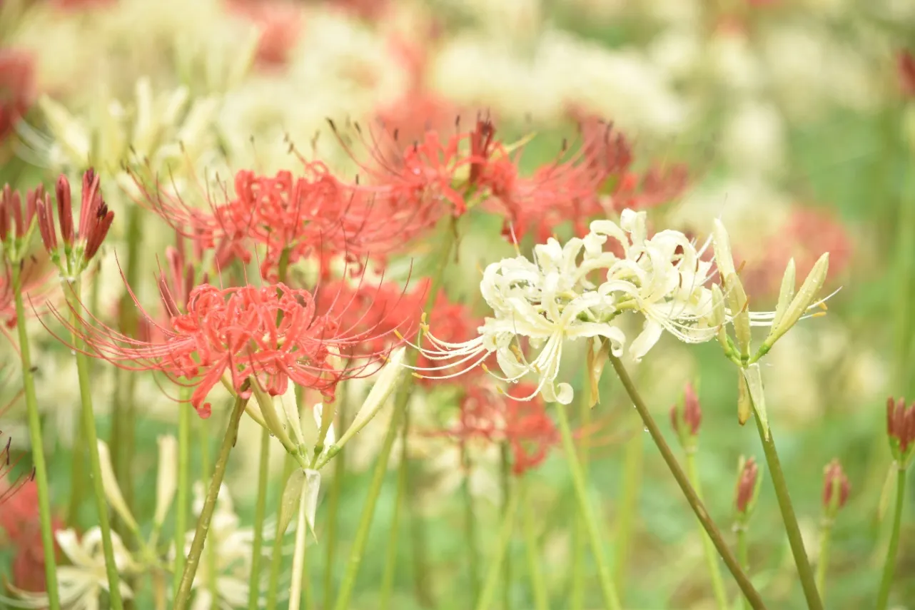 ▲曼珠沙華まつり_紅白の彼岸花