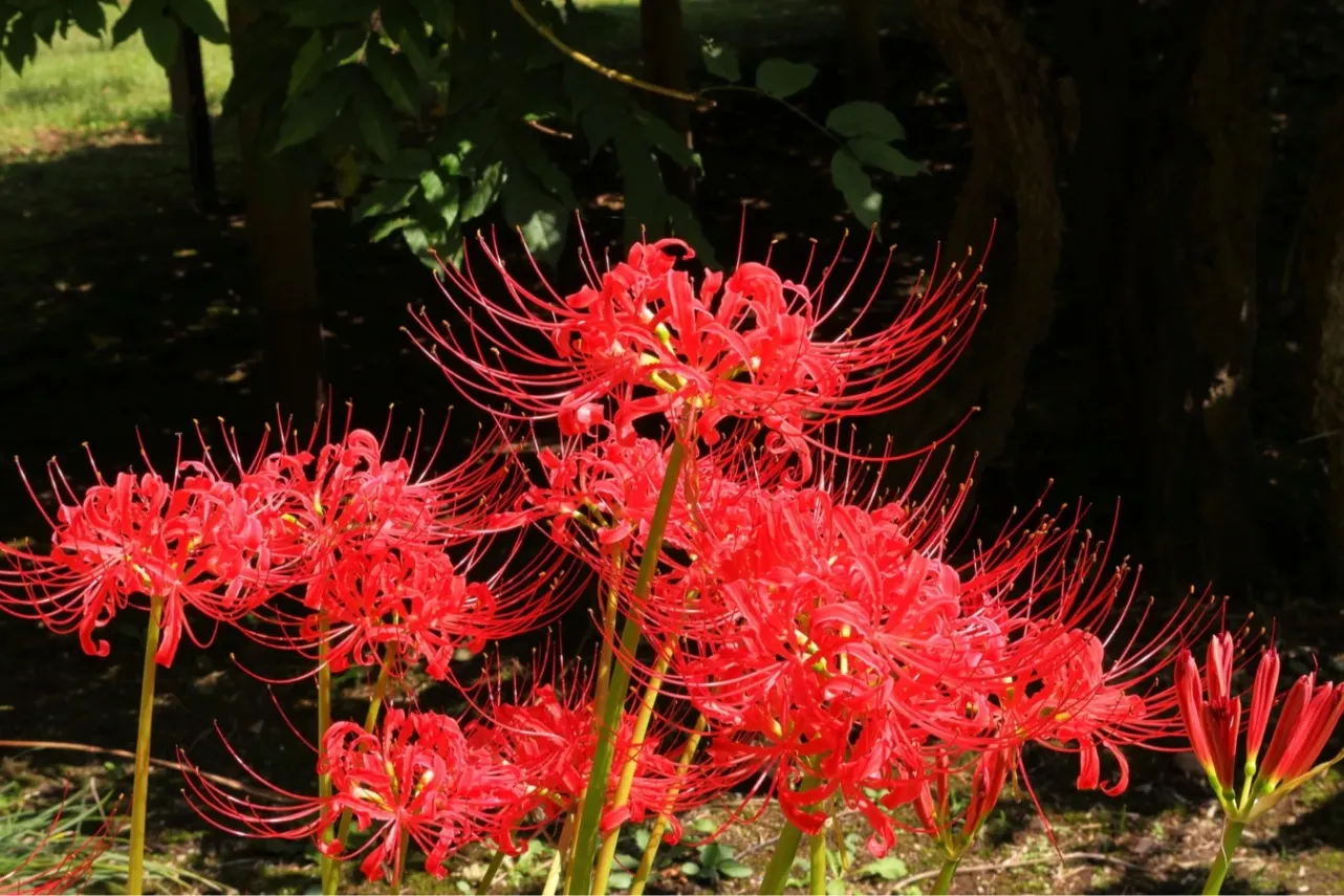 ▲彼岸花（画像提供：公益財団法人東京都公園協会）