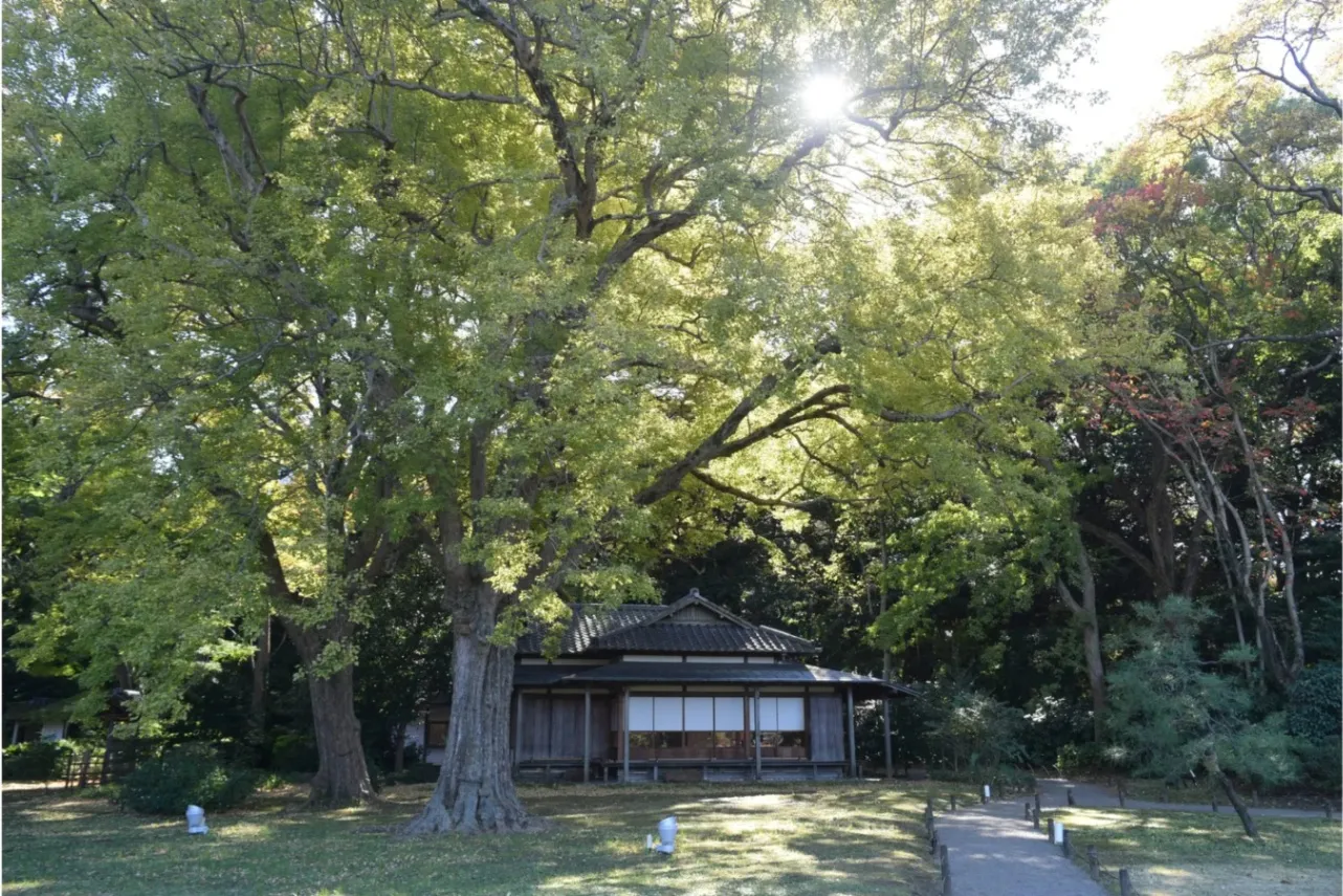 【東京】紅葉・黄葉が見える公園カフェ7選！ランチやスイーツも♪_3012602