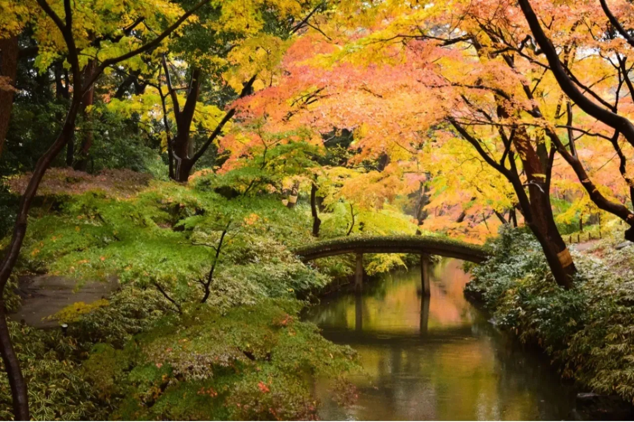 【東京】紅葉・黄葉が見える公園カフェ7選！ランチやスイーツも♪_3012603