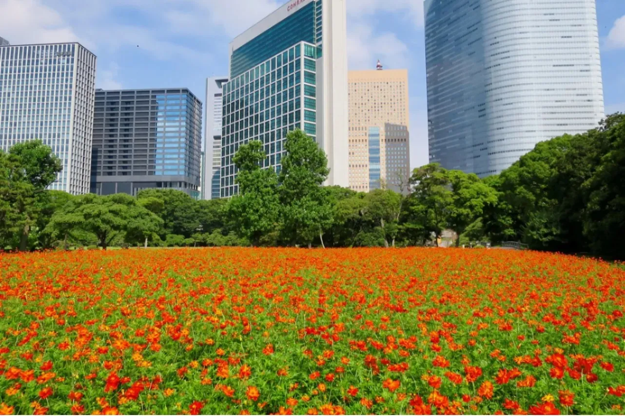 ▲キバナコスモス（画像提供：公益財団法人東京都公園協会）