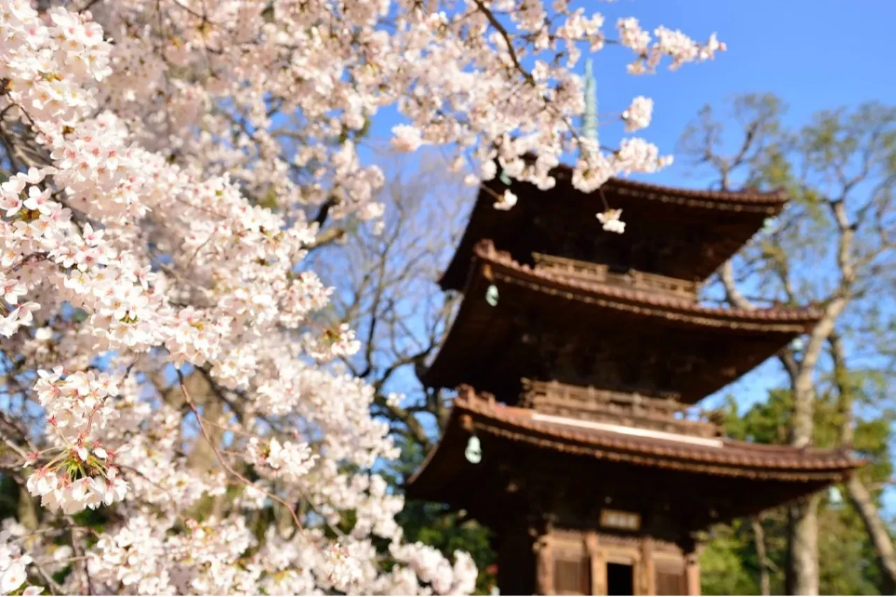▲春「桜と圓通閣」
