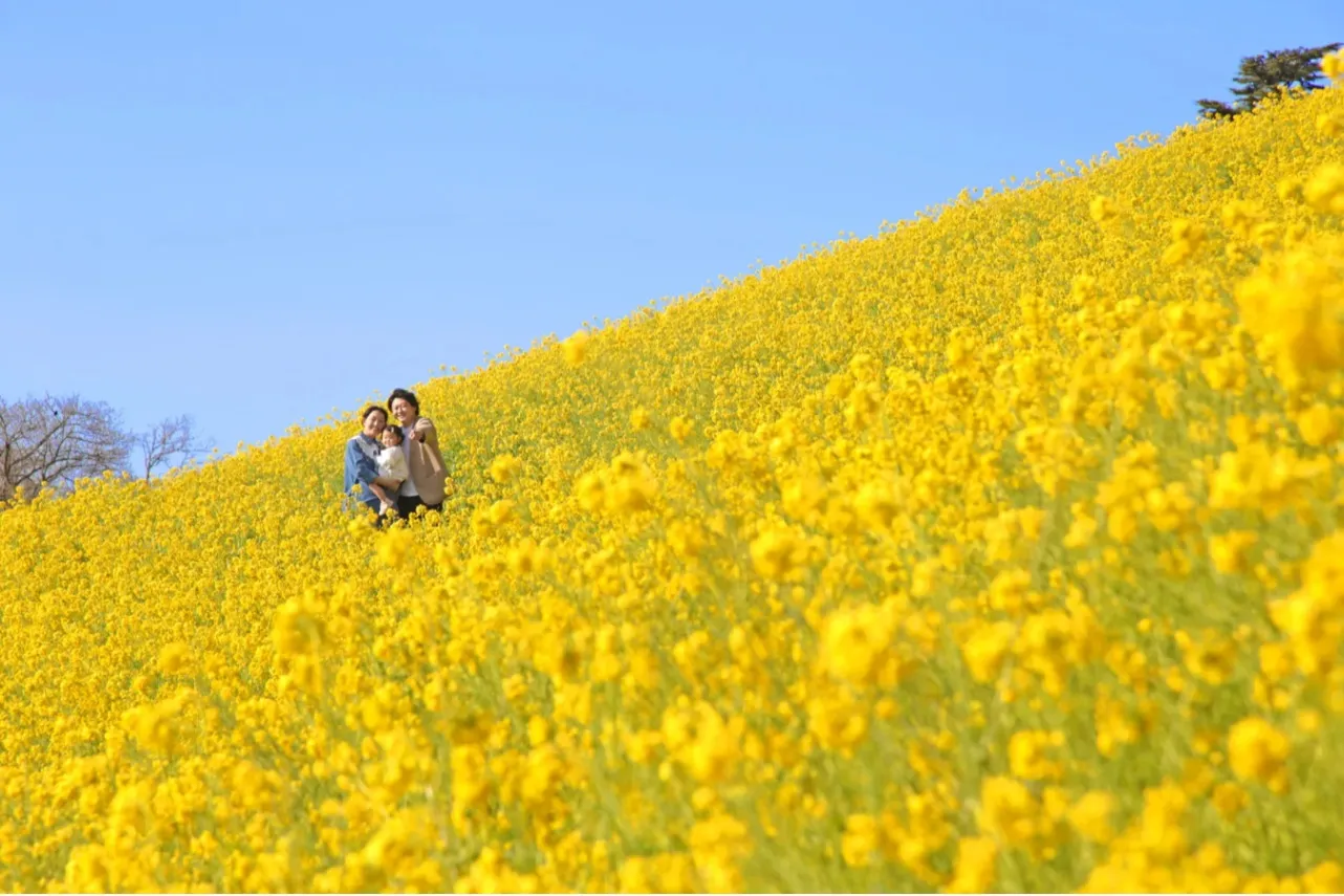▲菜の花の景観