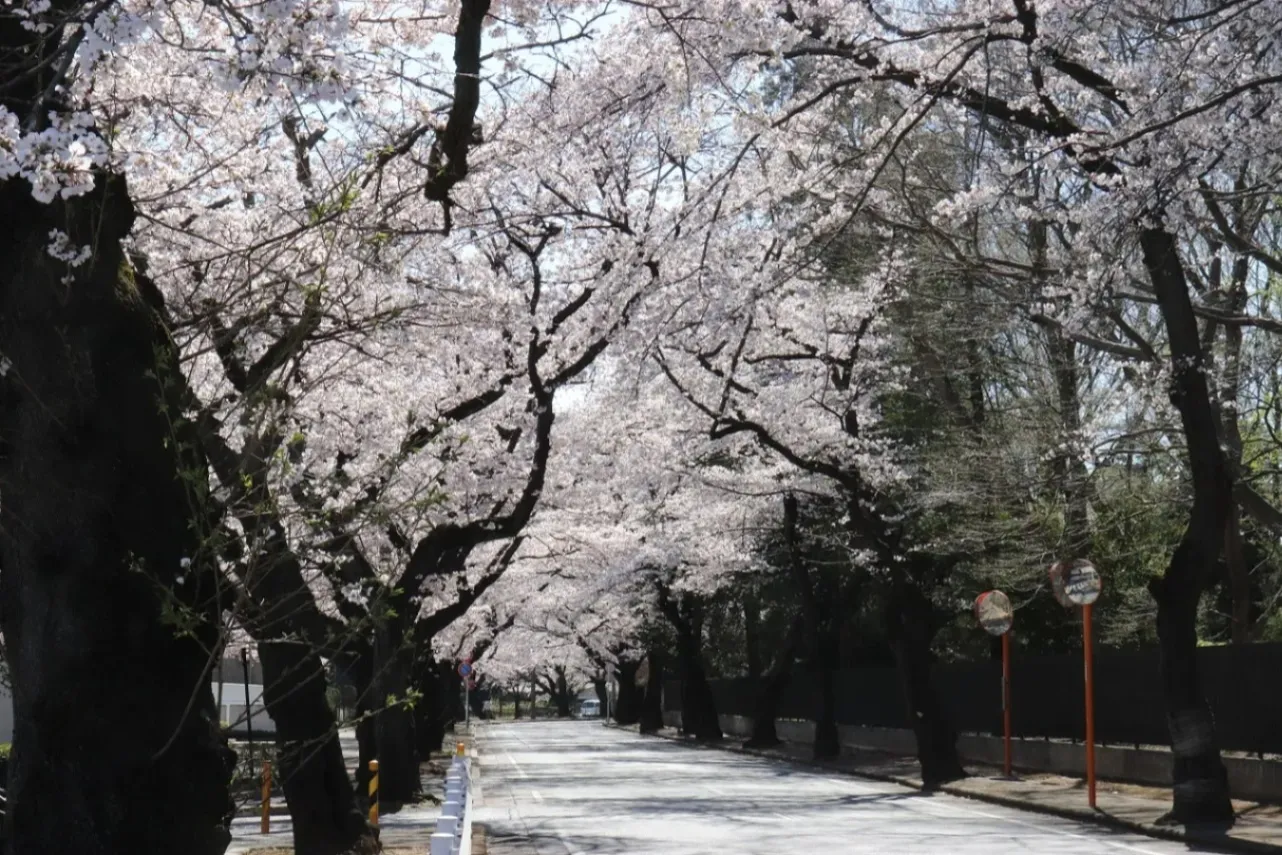 ▲桜並木