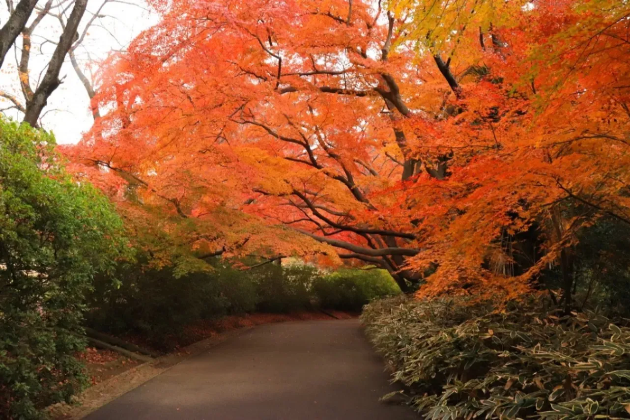 ▲紅葉