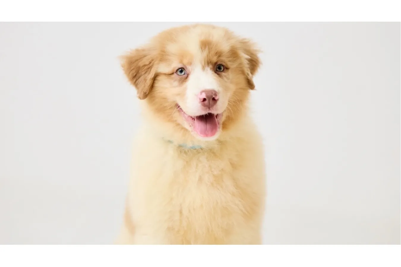 世界的にも珍しい！超大型犬専門カフェ「犬席屋」表参道にオープン_2992588