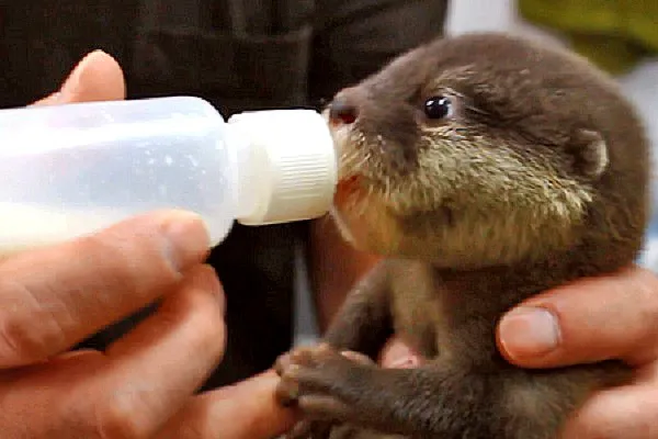 【池袋】カワウソに会えるカフェ「コツメイト」癒し体験レポ