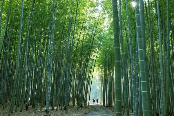 【関東】リフレッシュできる「女一人旅」プラン10選