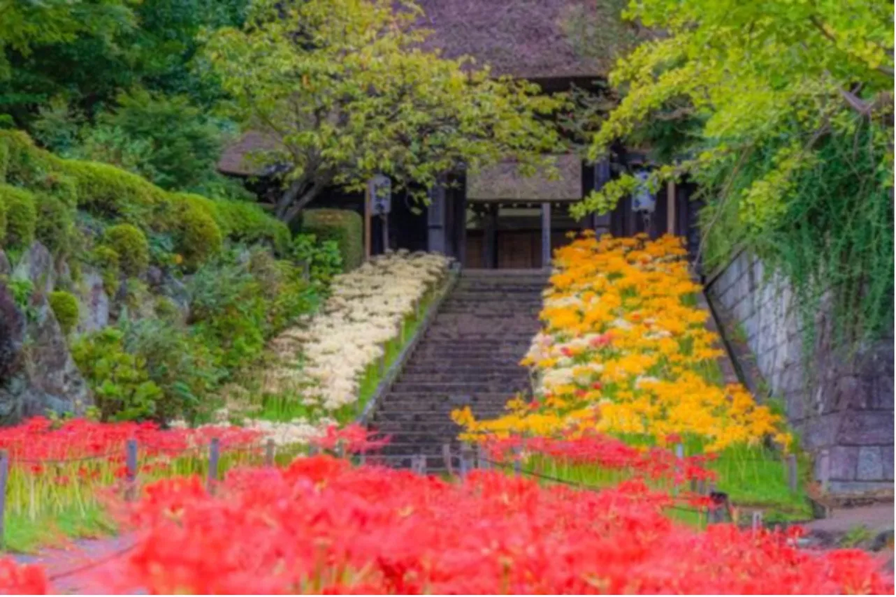 ▲西芳寺_彼岸花