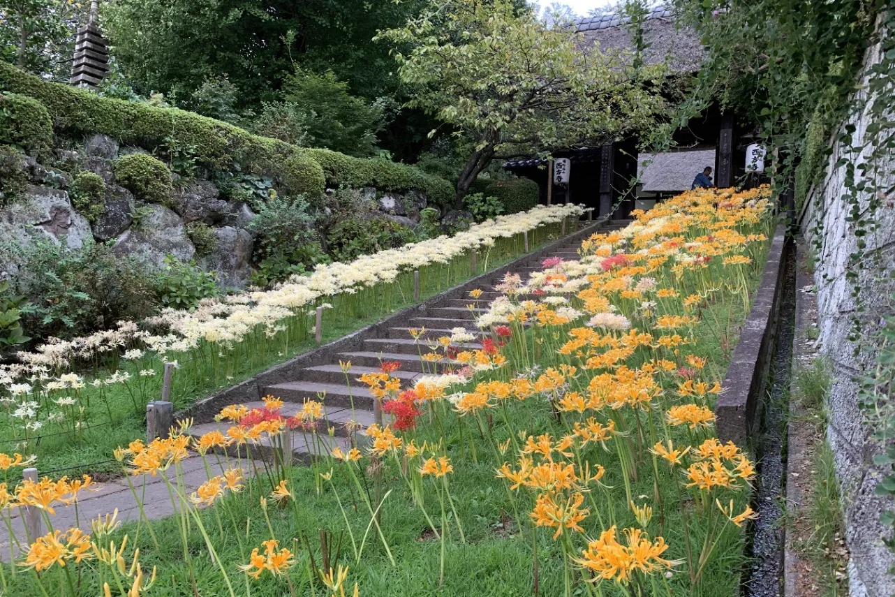 ▲西芳寺_彼岸花