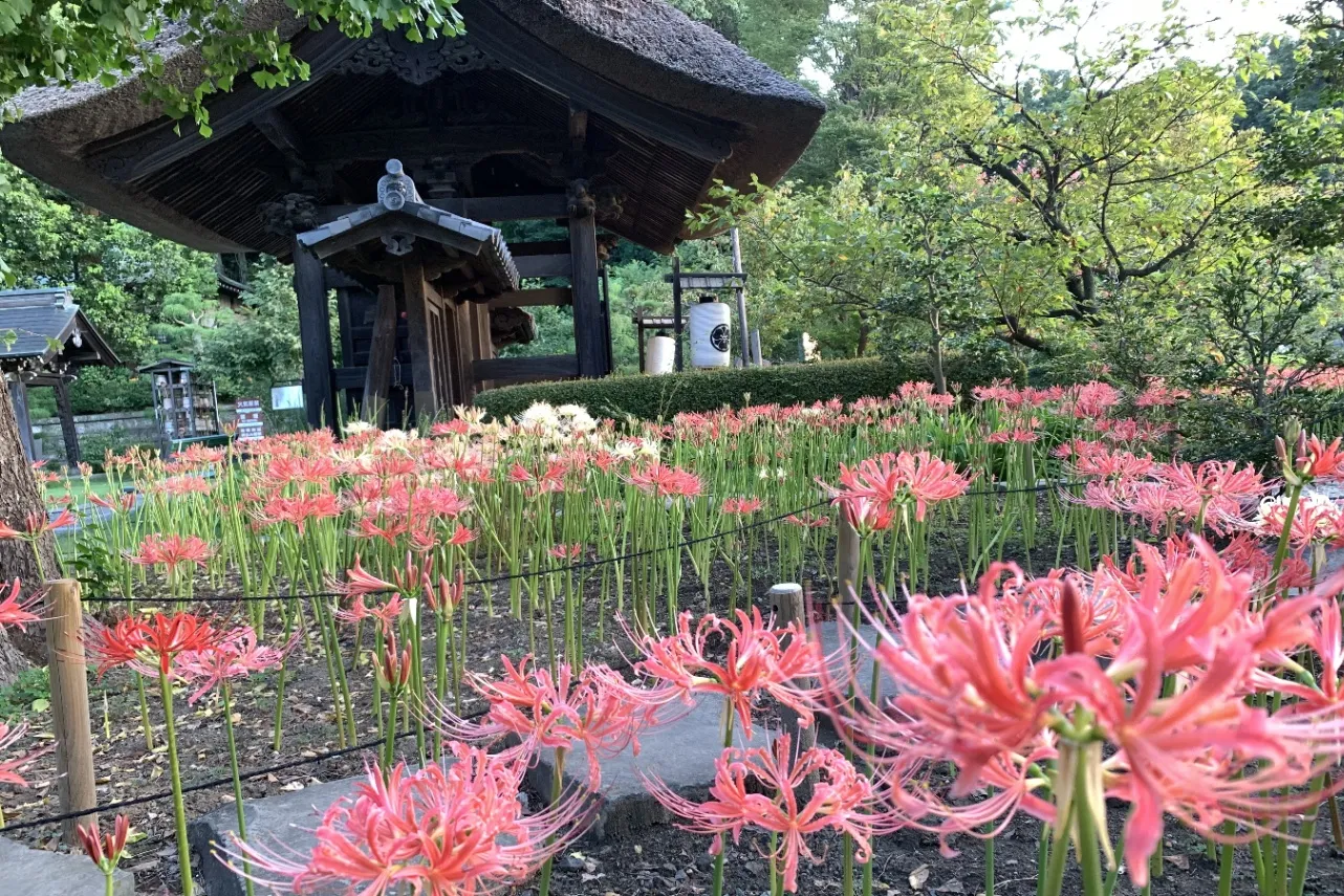 ▲西芳寺_彼岸花