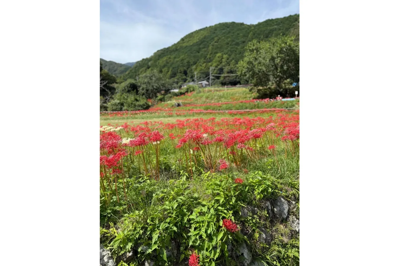 ▲彼岸花