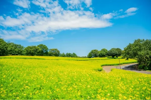 関東のコスモス畑まとめ