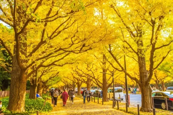 関東「紅葉スポット」10選