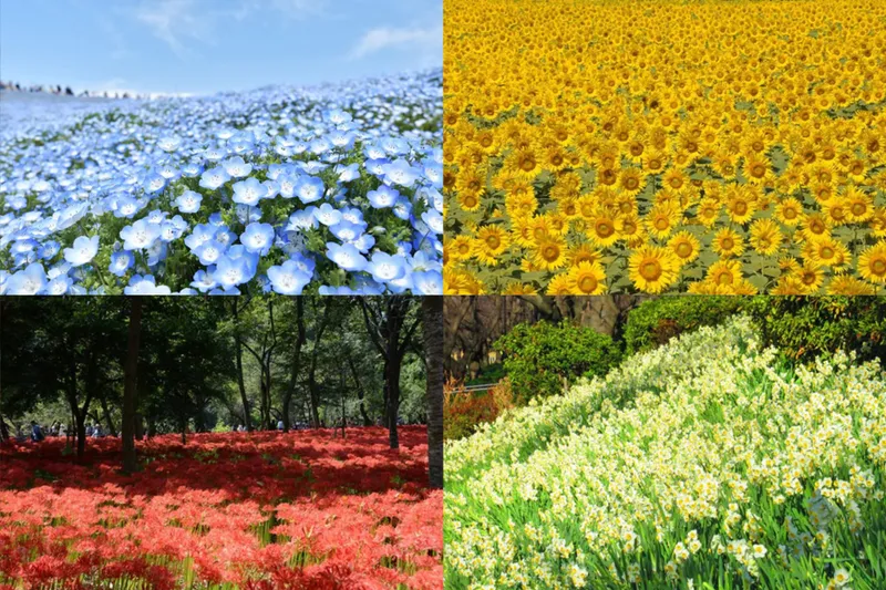 関東の花畑おすすめ10選！春夏秋冬別、例年の見ごろも紹介【2026】