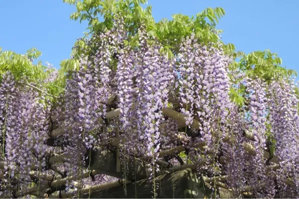 【2026】東京「藤の花」の名所8選