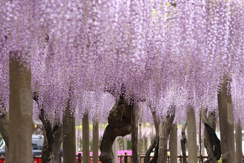 【2026】千葉「藤の名所」3選！藤棚の見ごろやイベントも紹介