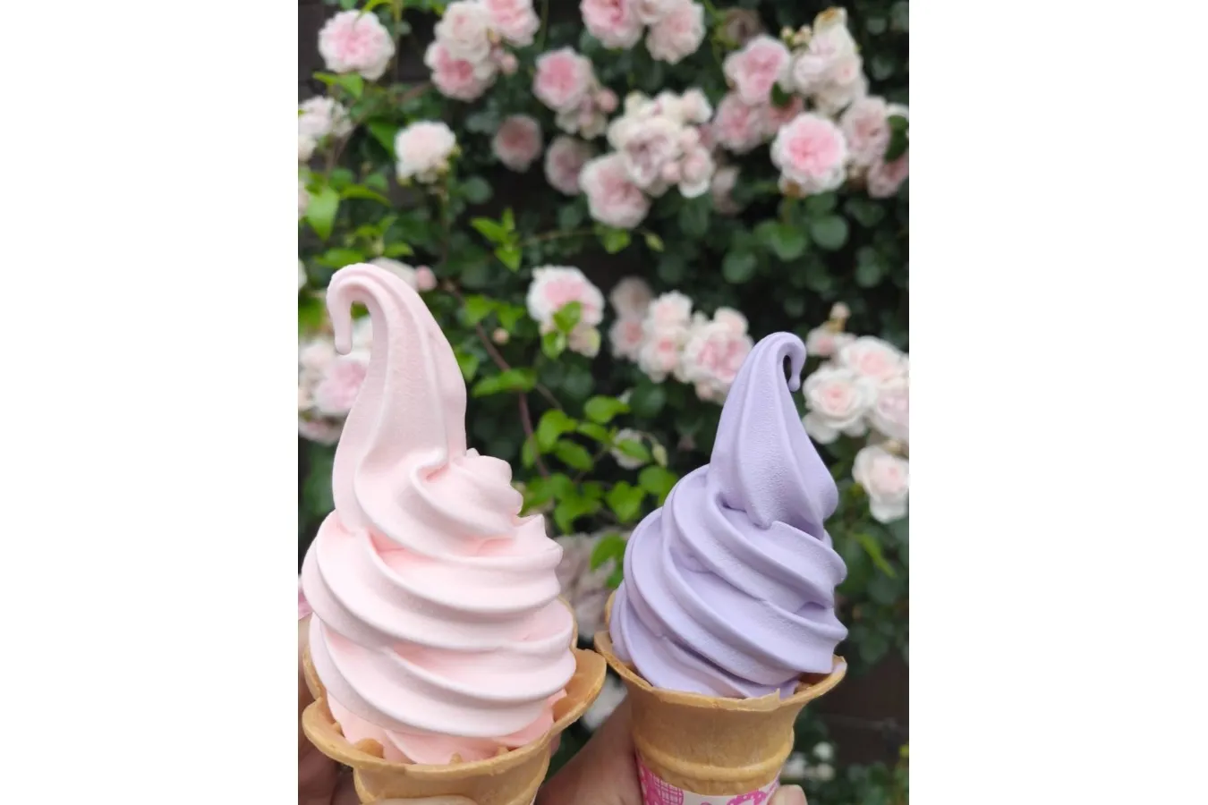 ▲ソフトクリーム