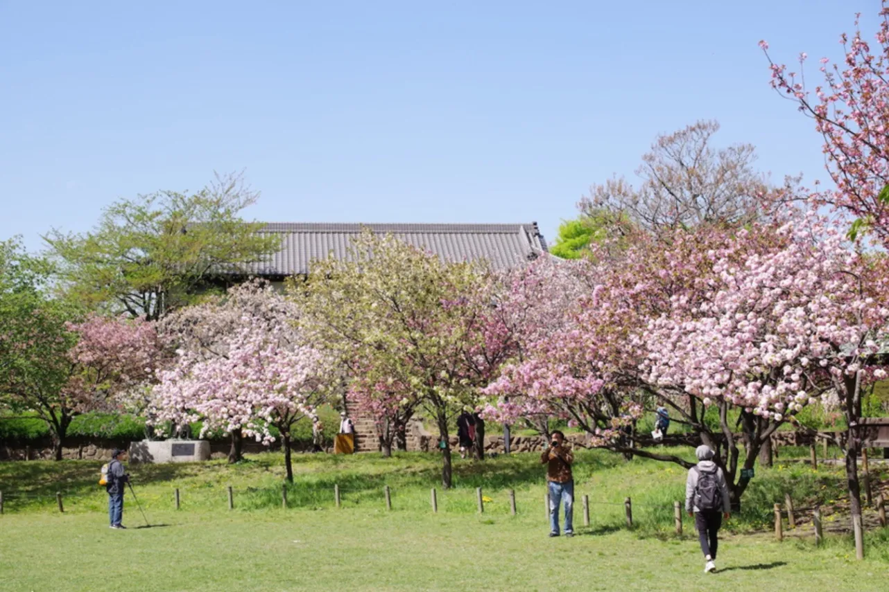 ▲芝生広場の桜。鬱金や御衣黄といった珍しい黄緑の桜も見られる
