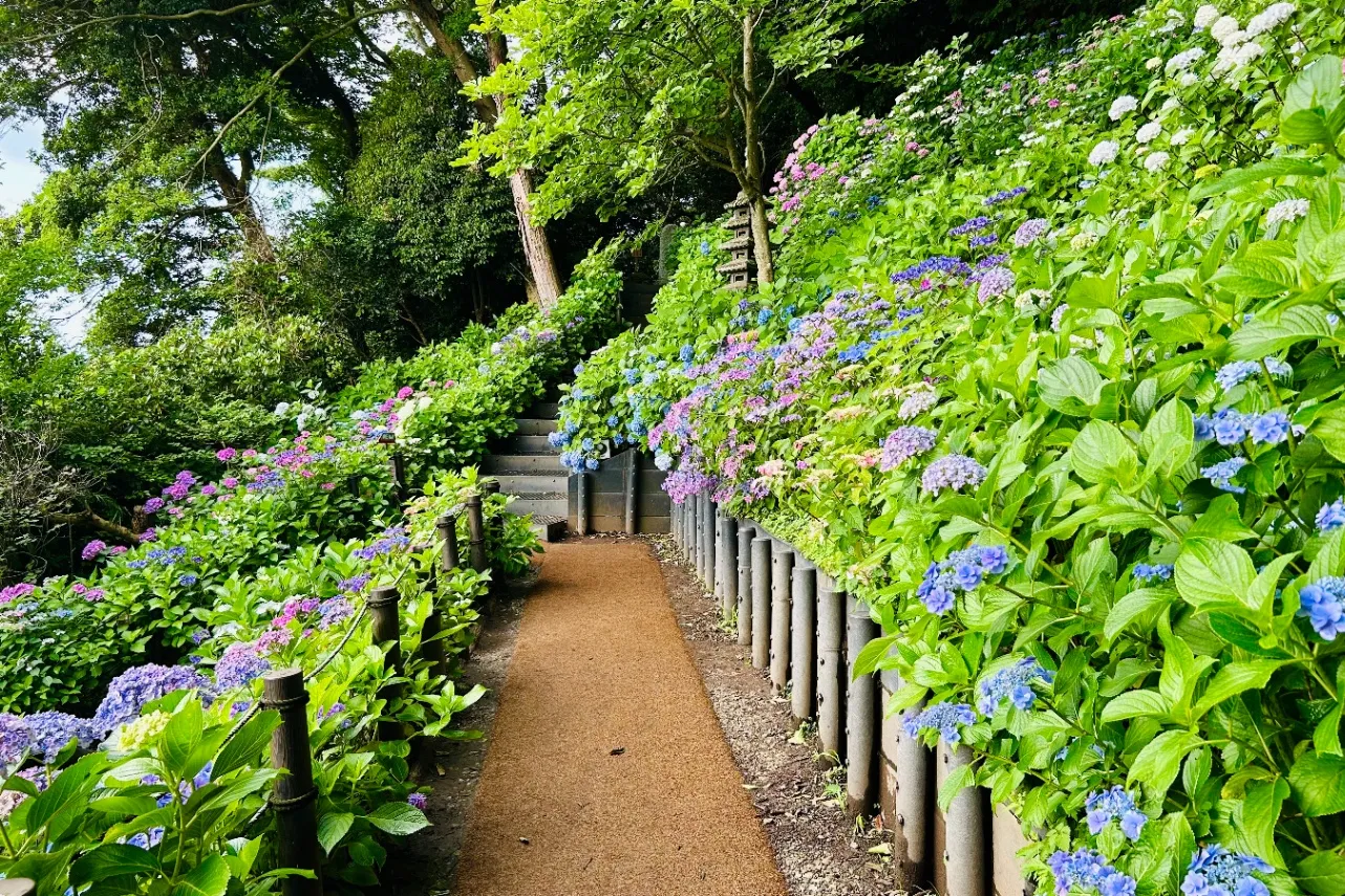 ▲色とりどりのあじさいに囲まれる散策路（※撮影：レッツエンジョイ東京編集部）