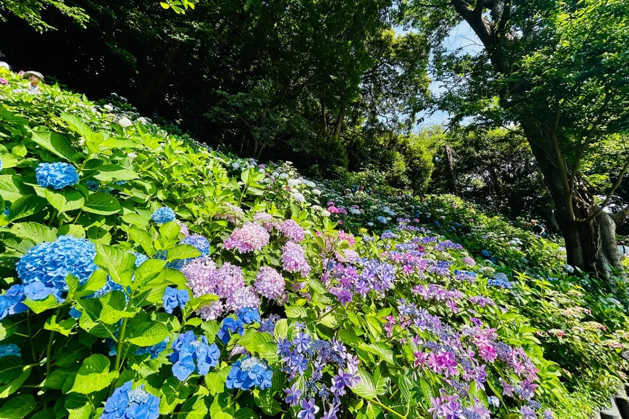 ▲山の斜面をカラフルに彩るあじさい（※撮影：レッツエンジョイ東京編集部）