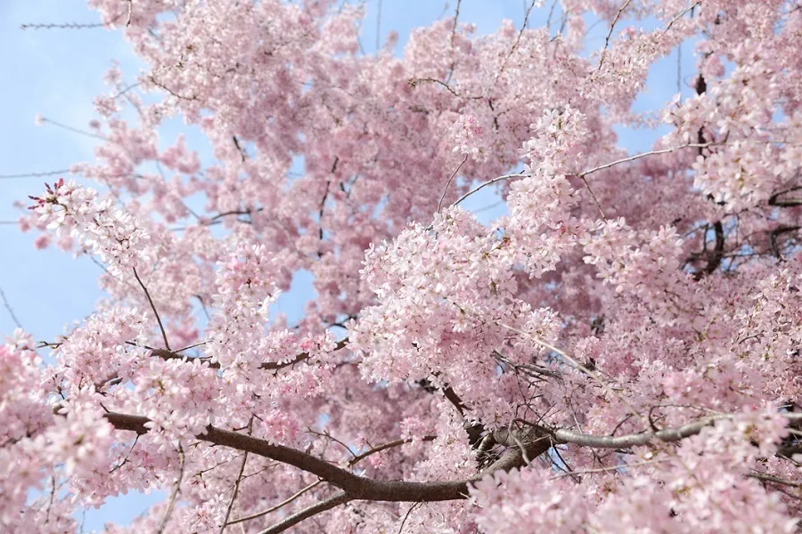 【東京】あえての一人花見！桜がきれいなスポット5選