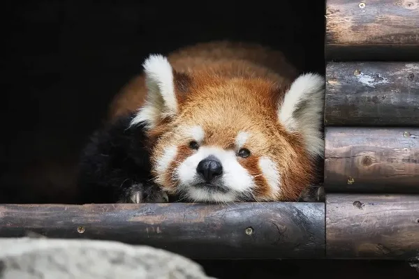 東京の動物園まとめ！入場無料＆ふれあいコーナーが人気のスポットも