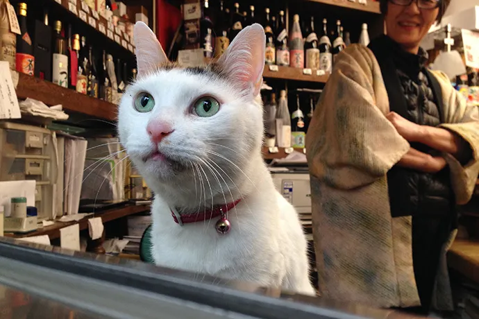 【看板ネコ巡り】酒屋で発見。ネコと人の理想的関係、ここにあり。